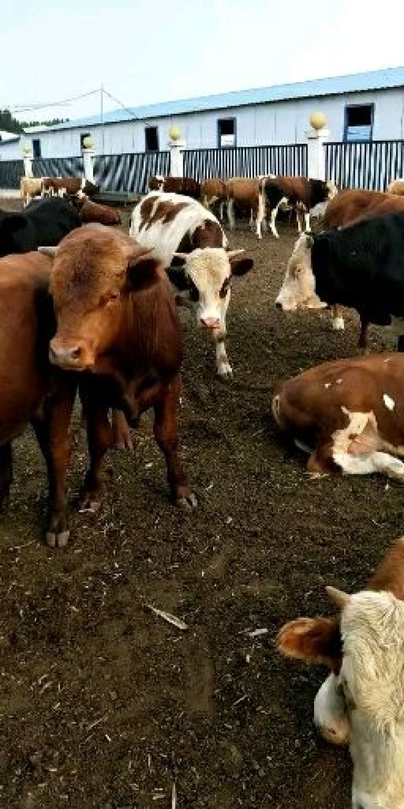 常年供应，肉牛犊，西门塔尔牛犊，品种好生长快抗病强……
