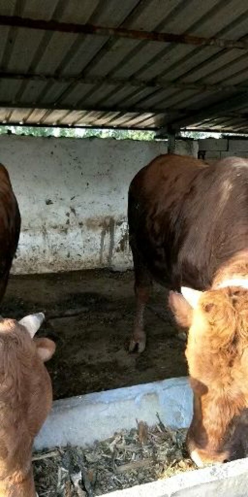 常年供应，肉牛犊，西门塔尔牛犊，品种好生长快抗病强……