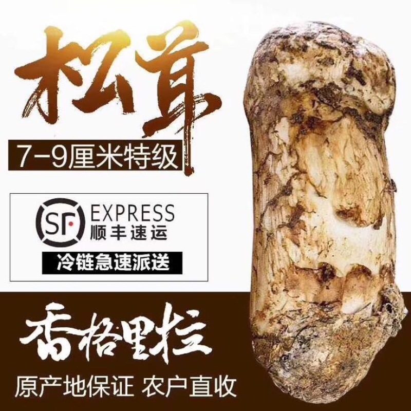 松茸三级5厘米以上