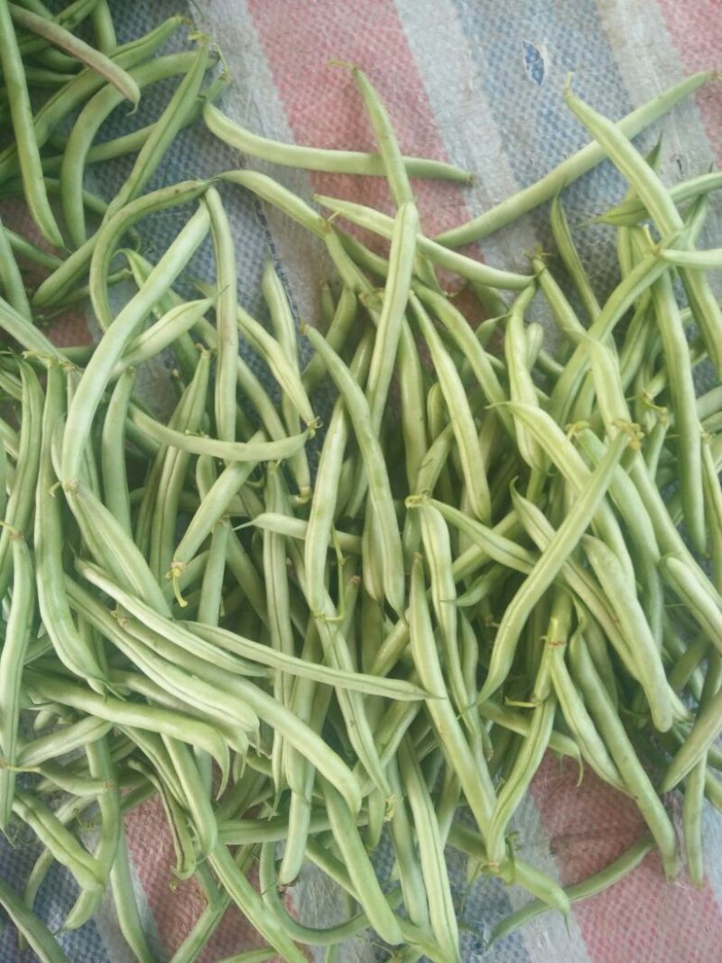 万亩刀豆基地
