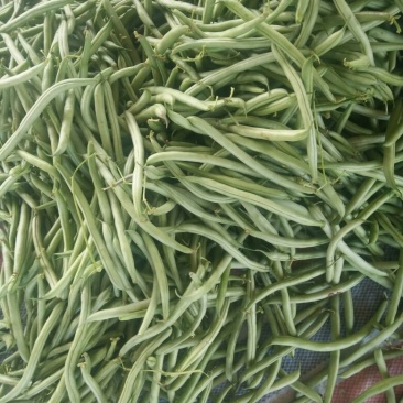 万亩刀豆基地