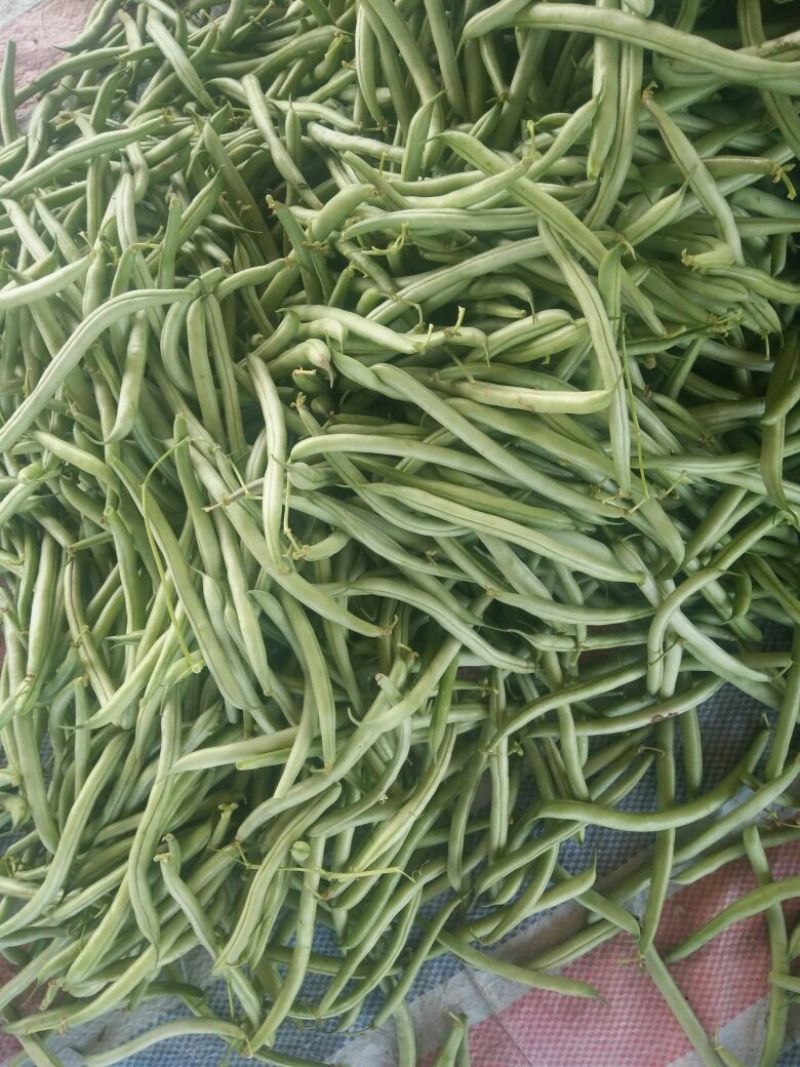 万亩刀豆基地