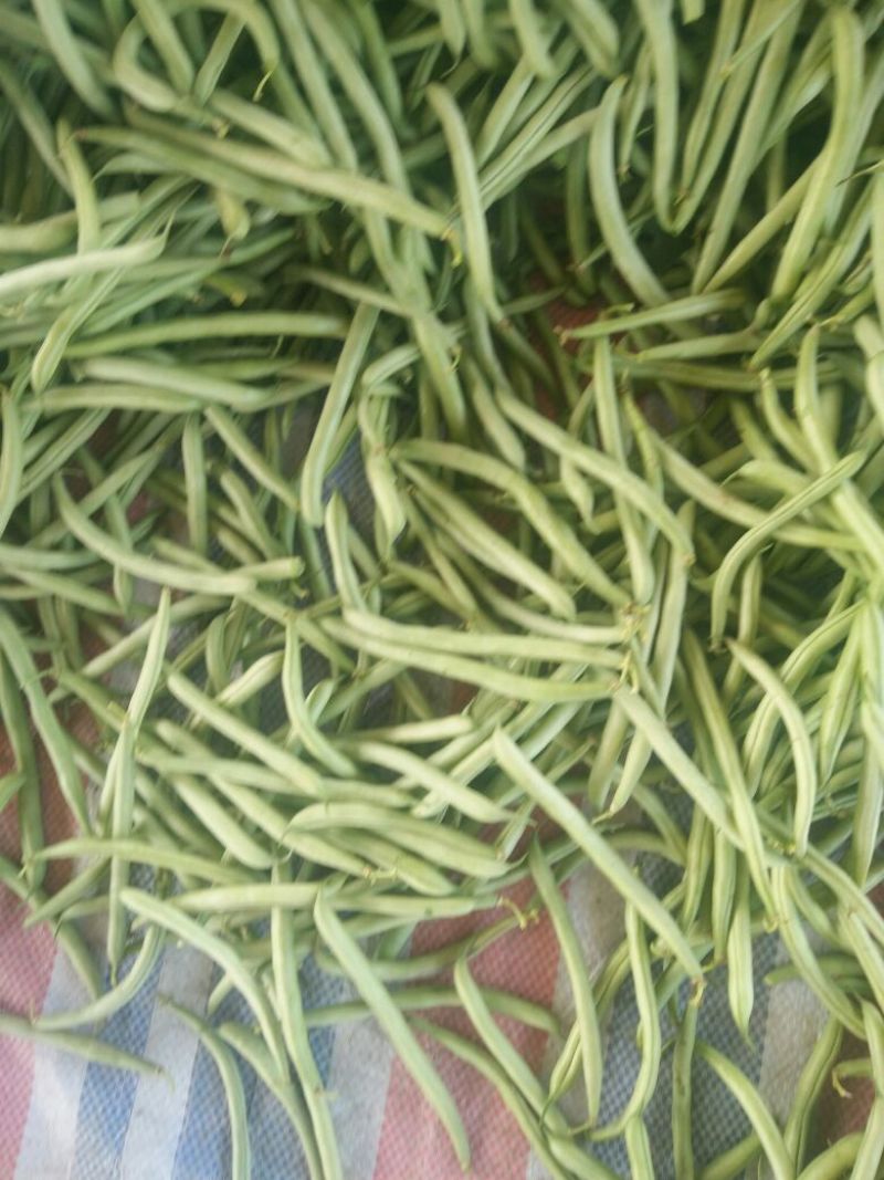 万亩刀豆基地