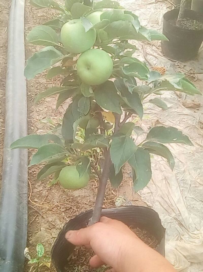 苹果逐渐有苹果样了，苹果盆栽梨盆栽正在火热销售中