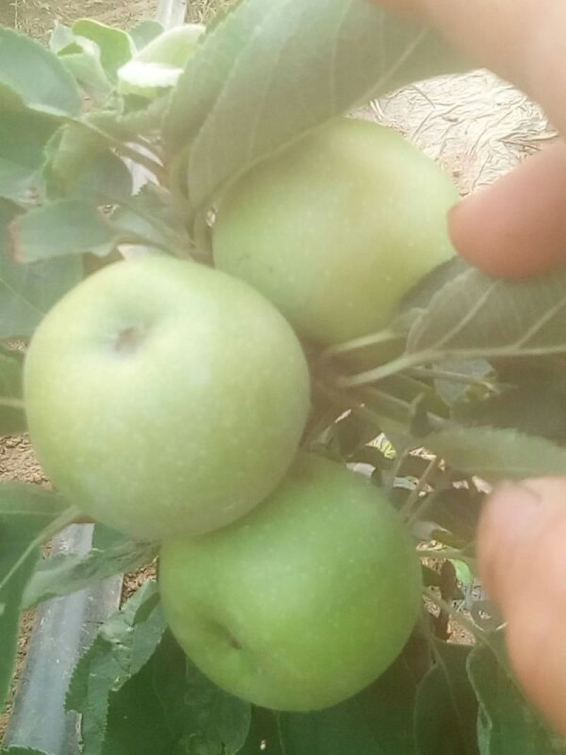 苹果逐渐有苹果样了，苹果盆栽梨盆栽正在火热销售中