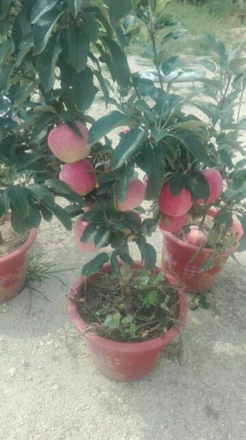 苹果逐渐有苹果样了，苹果盆栽梨盆栽正在火热销售中