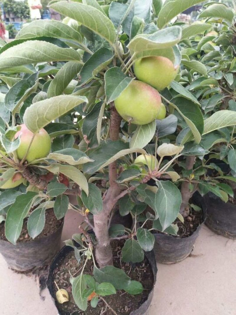 苹果逐渐有苹果样了，苹果盆栽梨盆栽正在火热销售中