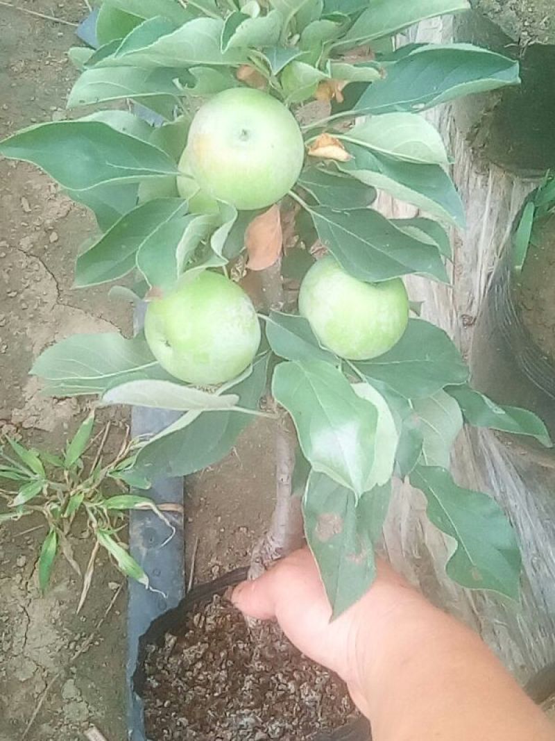 苹果逐渐有苹果样了，苹果盆栽梨盆栽正在火热销售中