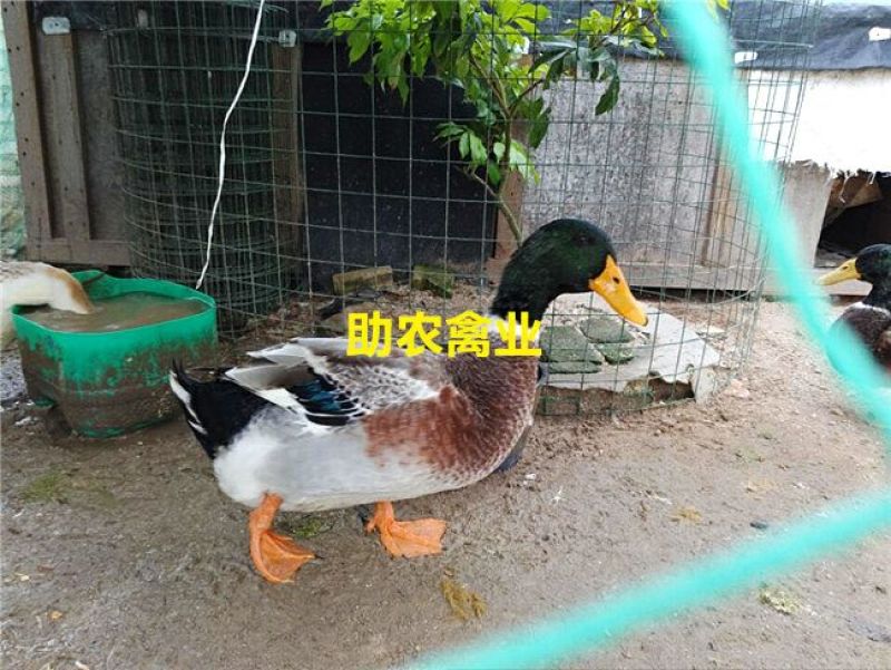 青头麻鸭苗野水鸭苗麻鸭苗黄麻鸭苗