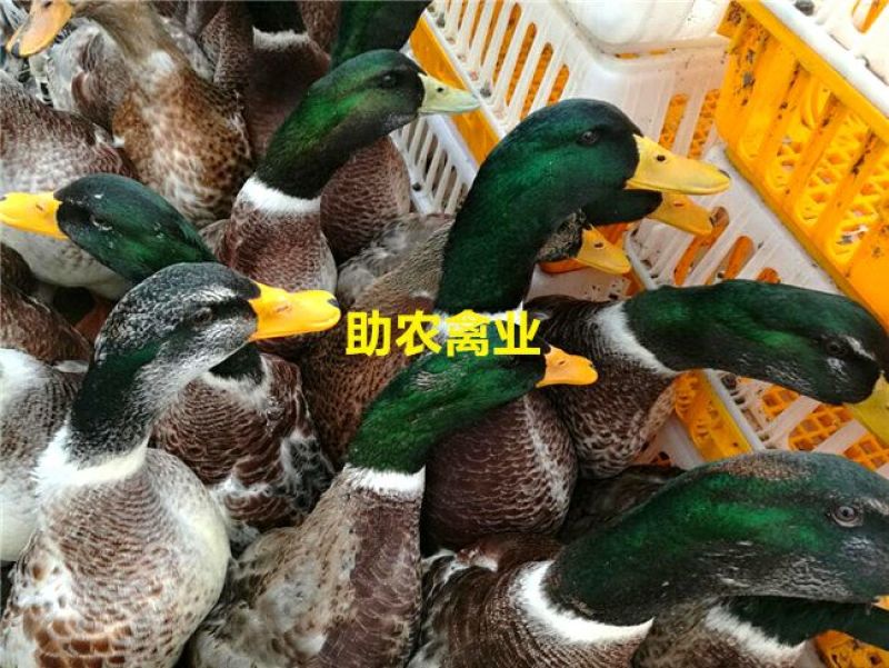 青头麻鸭苗野水鸭苗麻鸭苗黄麻鸭苗