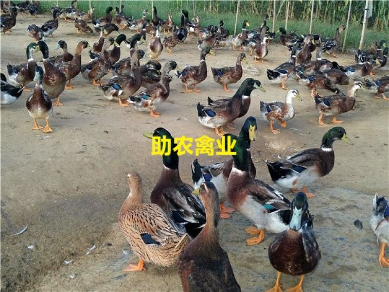 青头麻鸭苗野水鸭苗麻鸭苗黄麻鸭苗