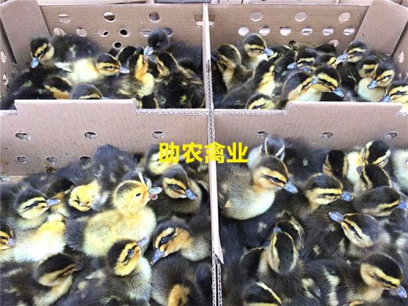 青头麻鸭苗野水鸭苗麻鸭苗黄麻鸭苗