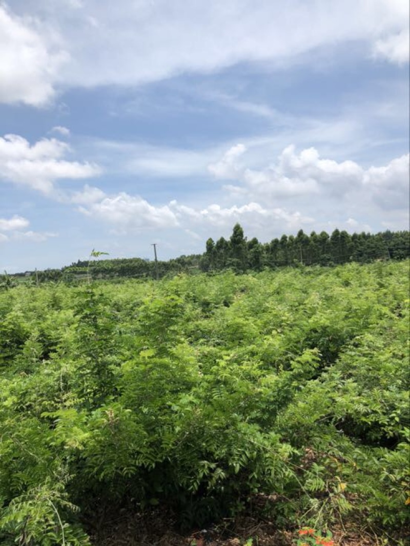 牛大力种苗30~45cm