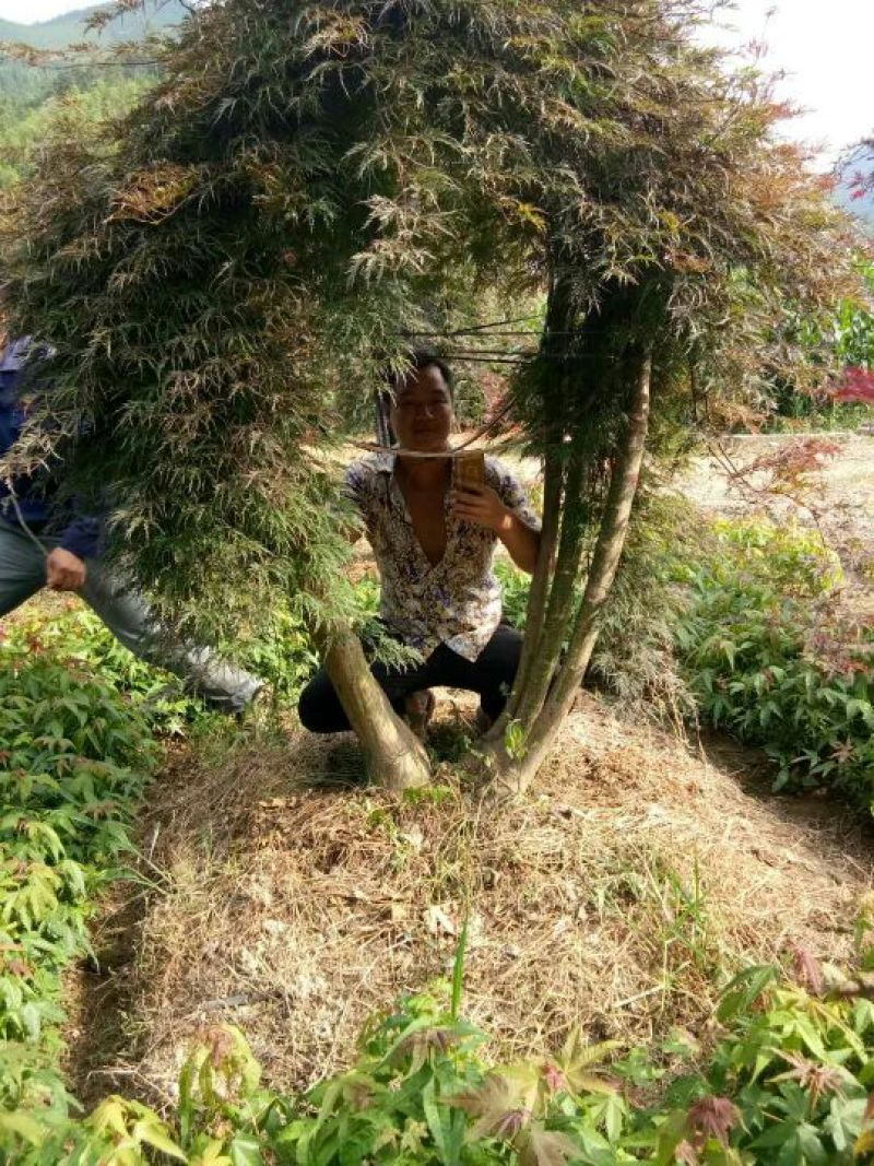 红枫古桩