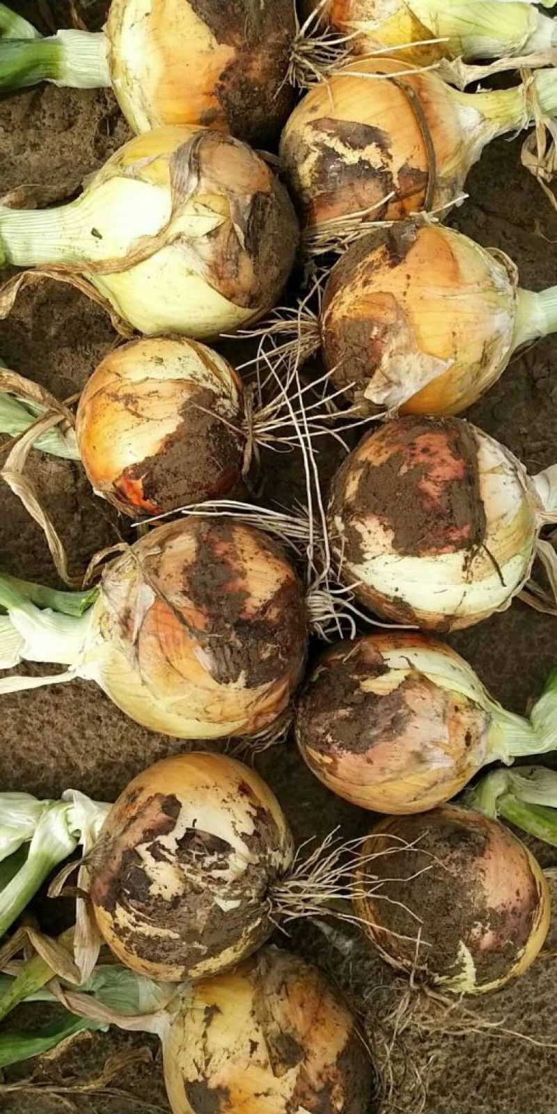 黄皮圆葱，紫皮圆葱