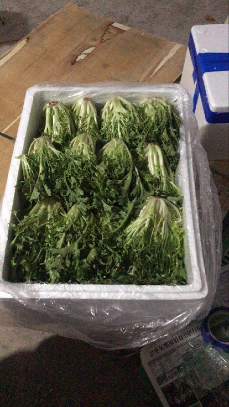 苦菊25~30cm