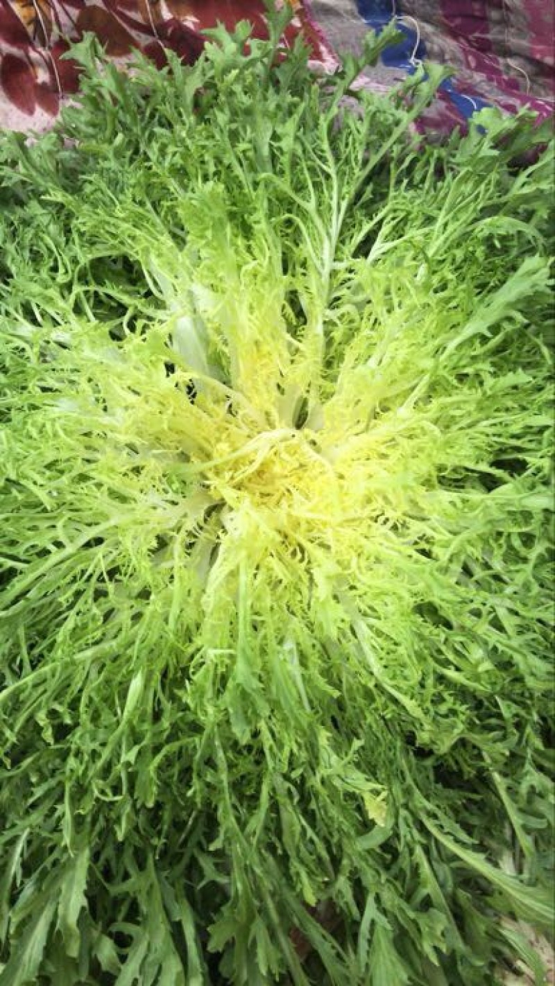 苦菊25~30cm
