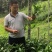 板兰根