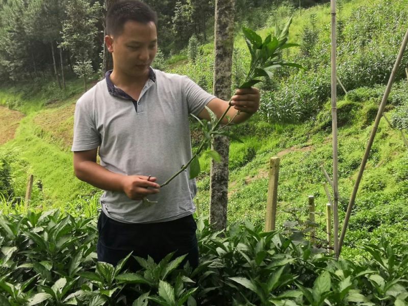 板兰根