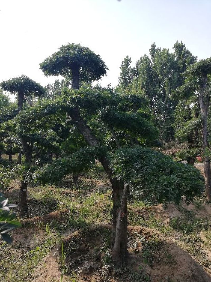 对接白蜡
