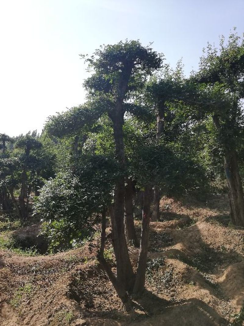 对接白蜡