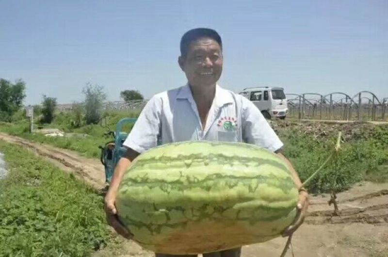 小范助农.精品货源.本地价格.西农8号.9.12号西瓜.