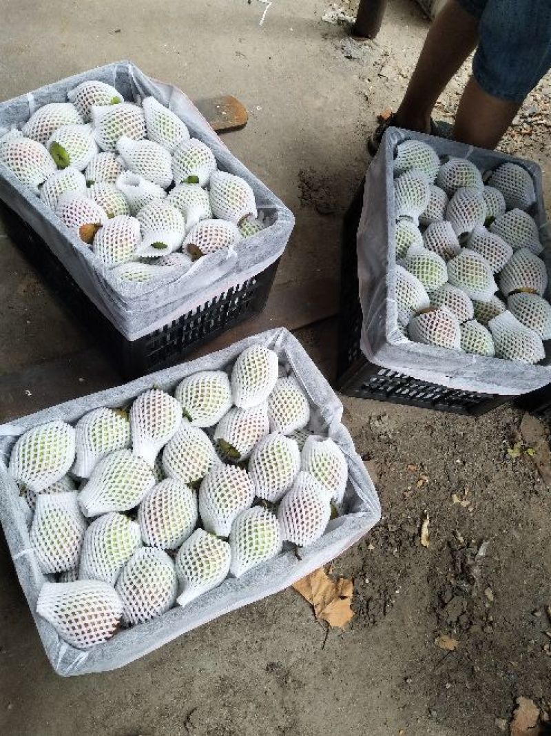 大量供应新梨七号深州特产，产地直销海量货源