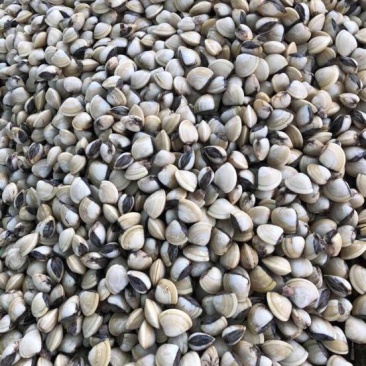 白螺食用鲜活0.4只/kg以下