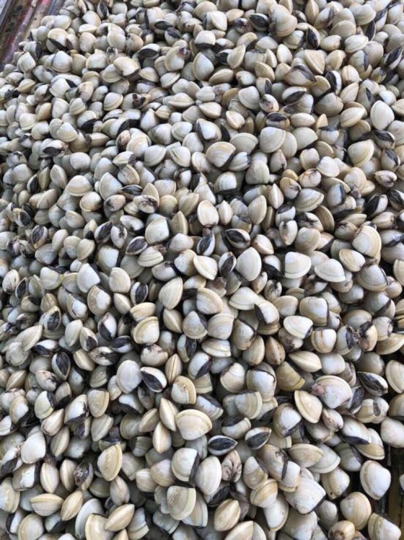 白螺食用鲜活0.4只/kg以下
