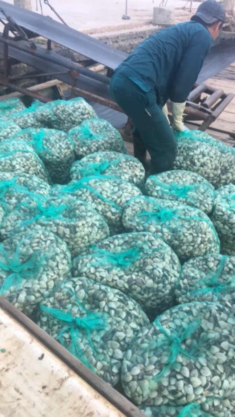 白螺食用鲜活0.4只/kg以下