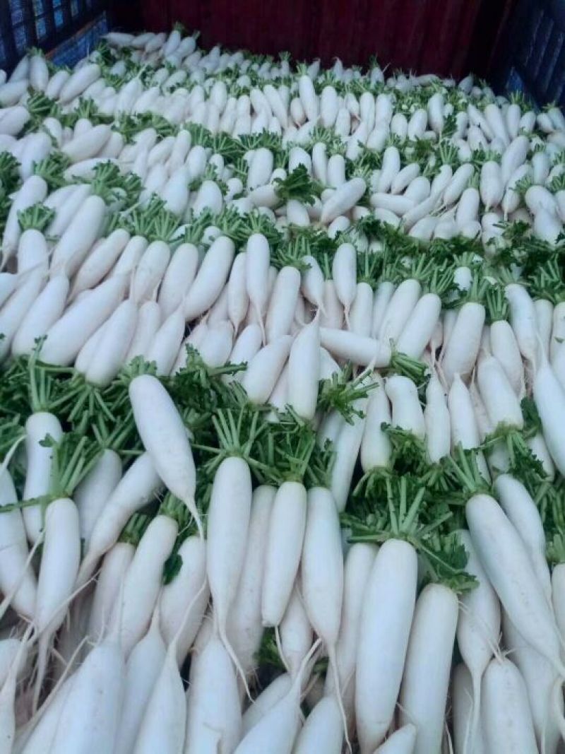 春雷白罗卜