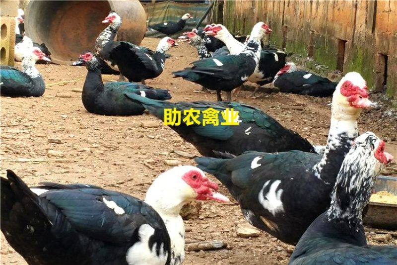 番鸭苗