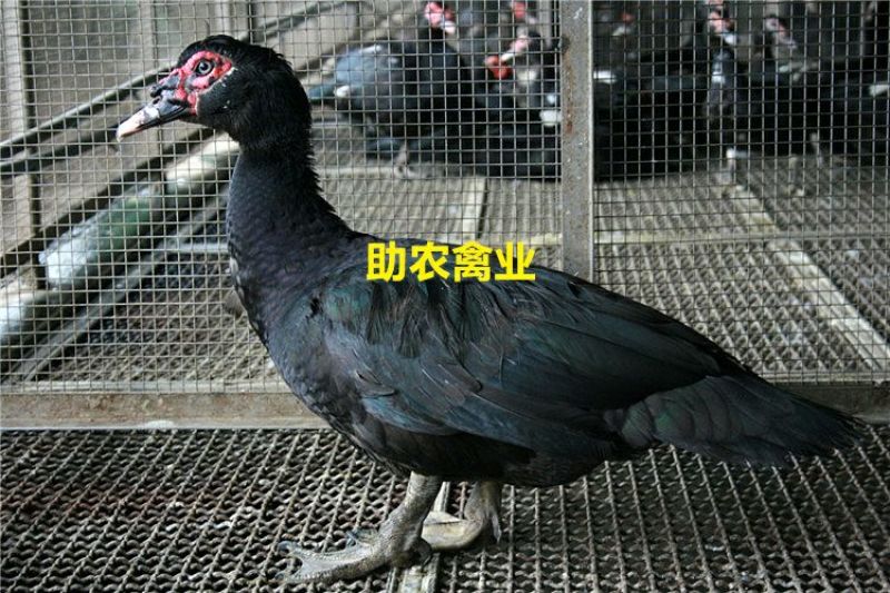 番鸭苗