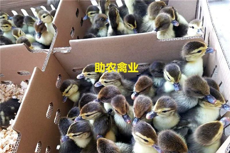 番鸭苗