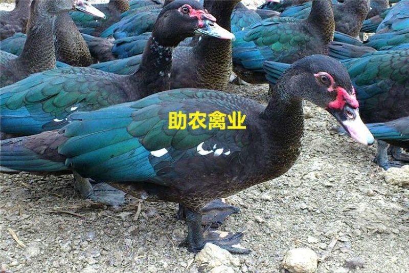 番鸭苗