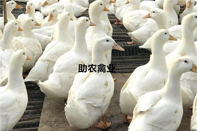 白鸭苗