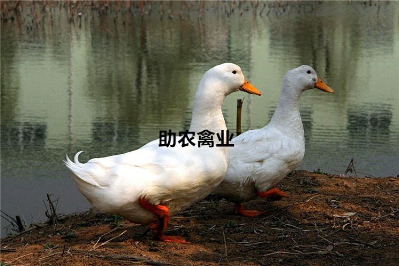 白鸭苗