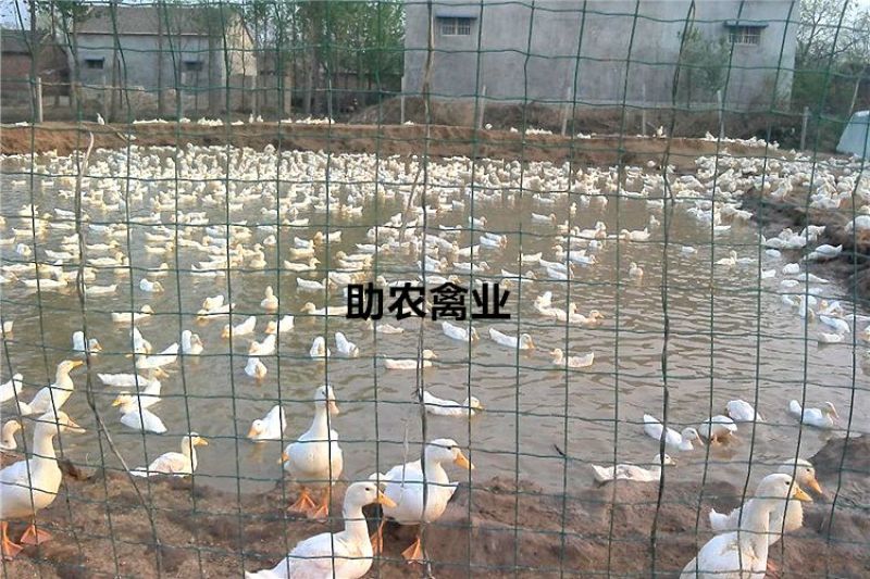 白鸭苗