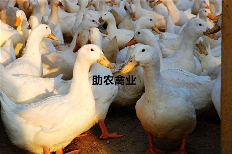 白鸭苗