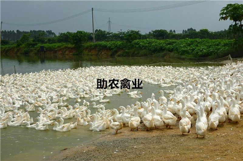 白鸭苗