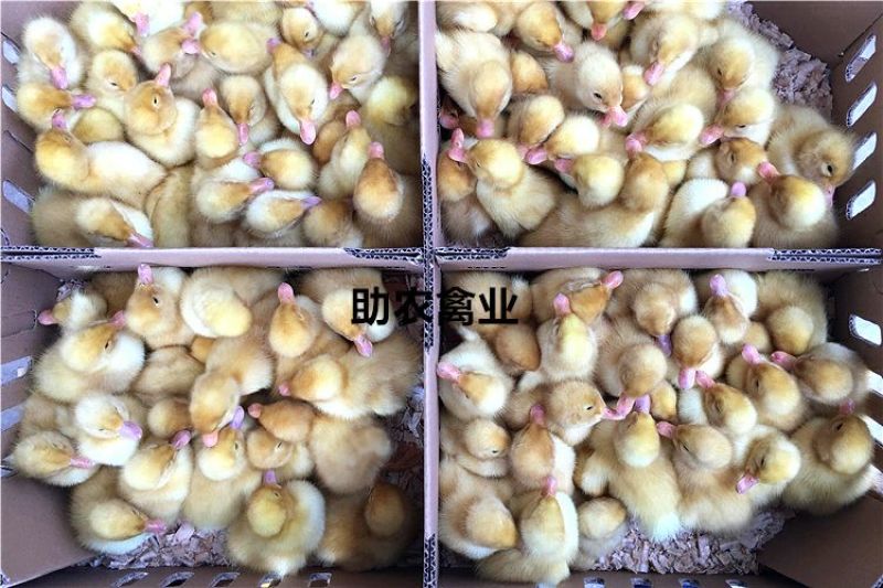 白鸭苗