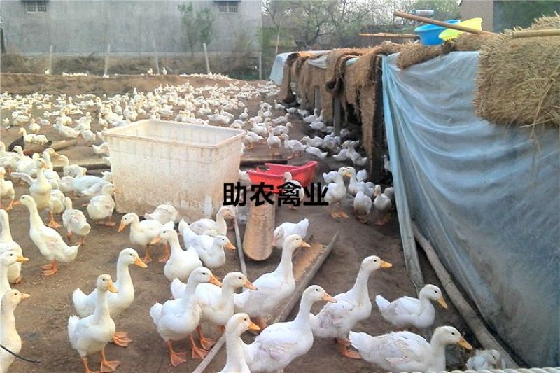 白鸭苗