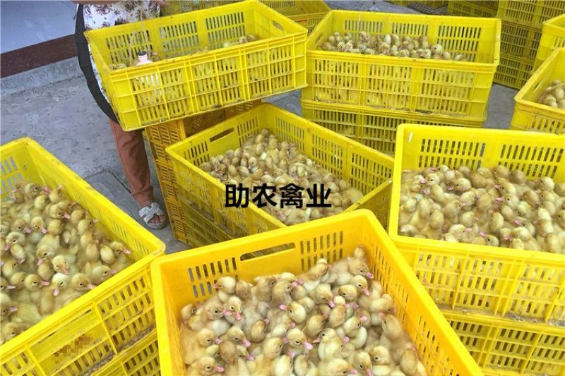白鸭苗