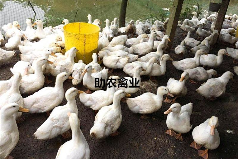 白鸭苗