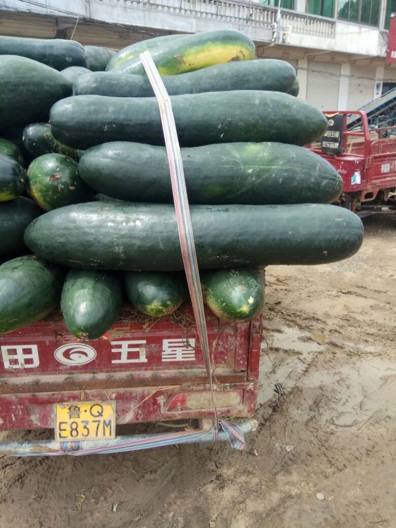 基地直供子弹头黑皮冬瓜代收代发