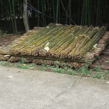 金竹，竹子