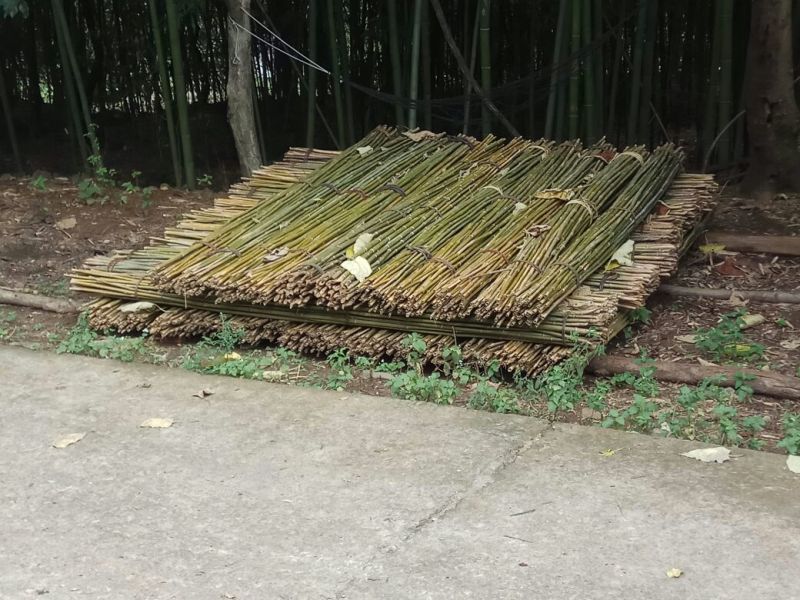 金竹，竹子