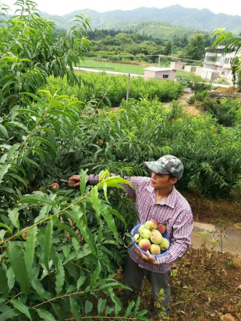 正宗河源连平鹰嘴水蜜桃
