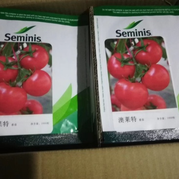 西红柿种子