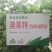 西红柿种子